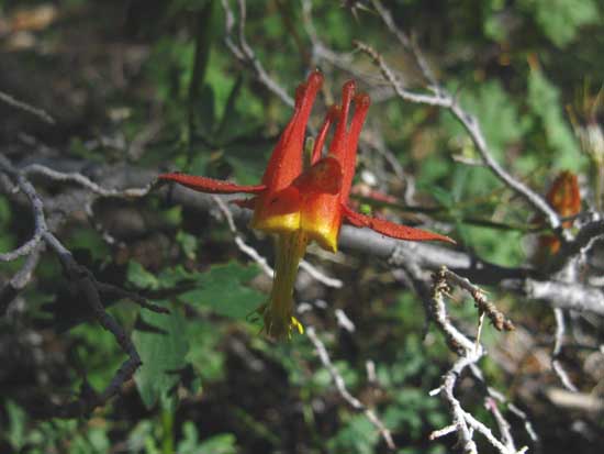 Crimson Columbine in the Carson Iceberg Wilderness, Pacific Crest Trail Flowers.